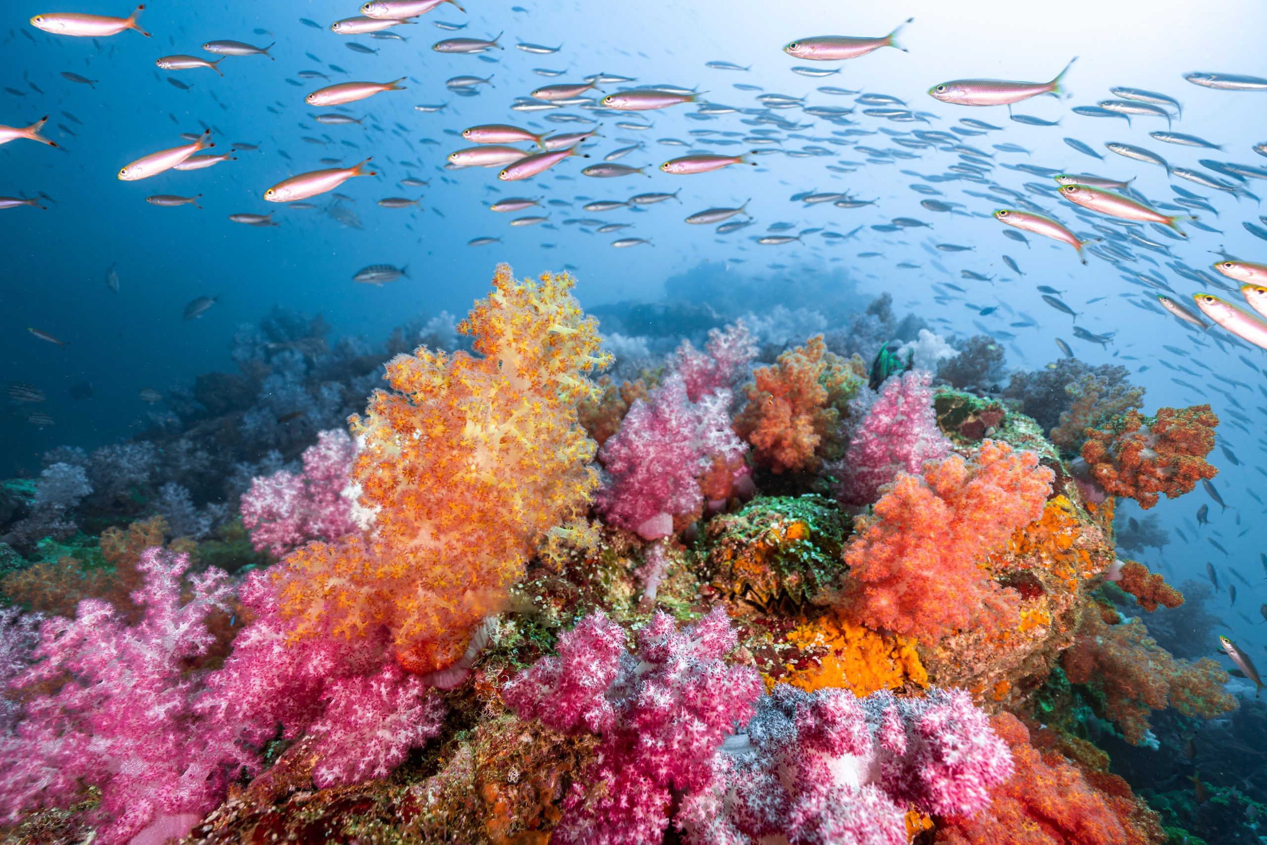 Sunder Fish New free resources for teachers - Sea Shepherd Education